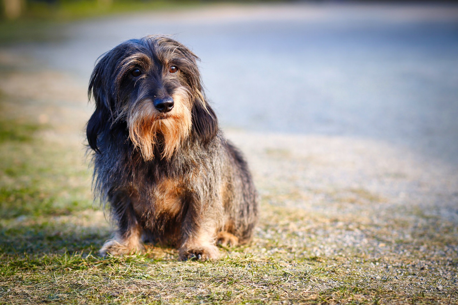 ミニチュア ダックスフンドの抜け毛の時期 換毛期は年２回 老犬と暮らす ぱんだがや